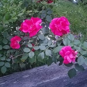 Meet your Posher, Debbie